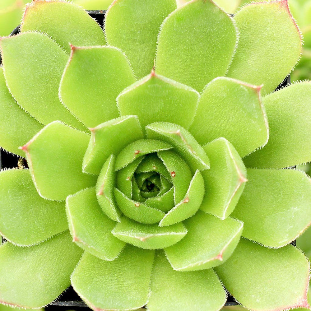 Sempervivum heuffelii 'Henri Correvon'