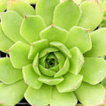 Sempervivum heuffelii 'Henri Correvon'