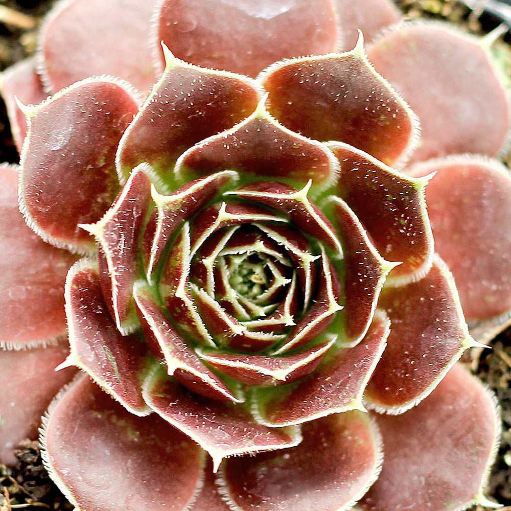 Sempervivum heuffelii 'Irene' [exclusive]