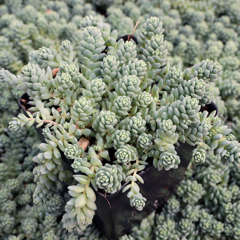 Sedum dasyphyllum 'Himalayan Skies' [large]