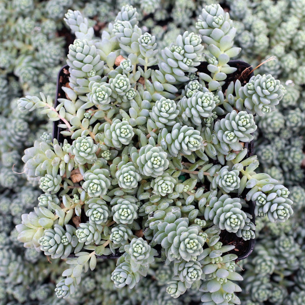Sedum dasyphyllum 'Himalayan Skies' [large]