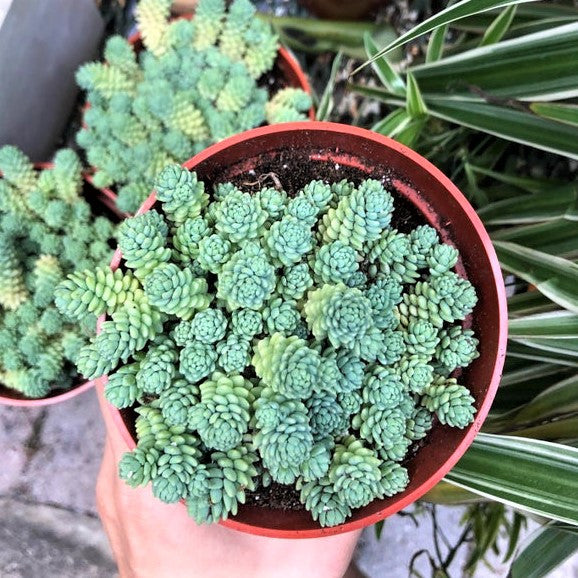 Sedum dasyphyllum 'Himalayan Skies'