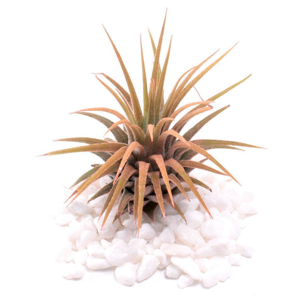 Air Plant - Tillandsia ionantha (orange, enhanced) [2.0-3.0"]