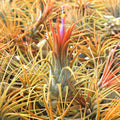 Air Plant - Tillandsia ionantha (orange, enhanced) [2.0-3.0"]