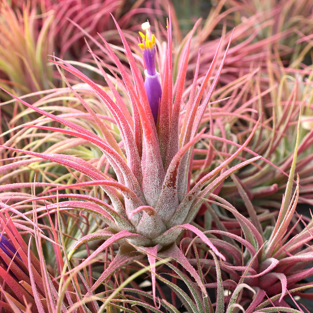 Air Plant - Tillandsia ionantha (raspberry, enhanced) [2.0-3.0"]