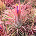 Air Plant - Tillandsia ionantha (raspberry, enhanced) [2.0-3.0"]