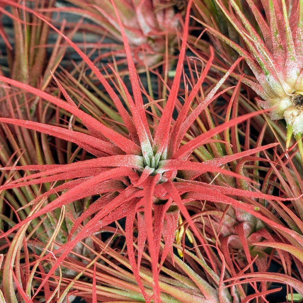 Air Plant - XL Tillandsia ionantha (red, enhanced) [3.0-4.0"]