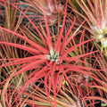 Air Plant - XL Tillandsia ionantha (red, enhanced) [3.0-4.0"]