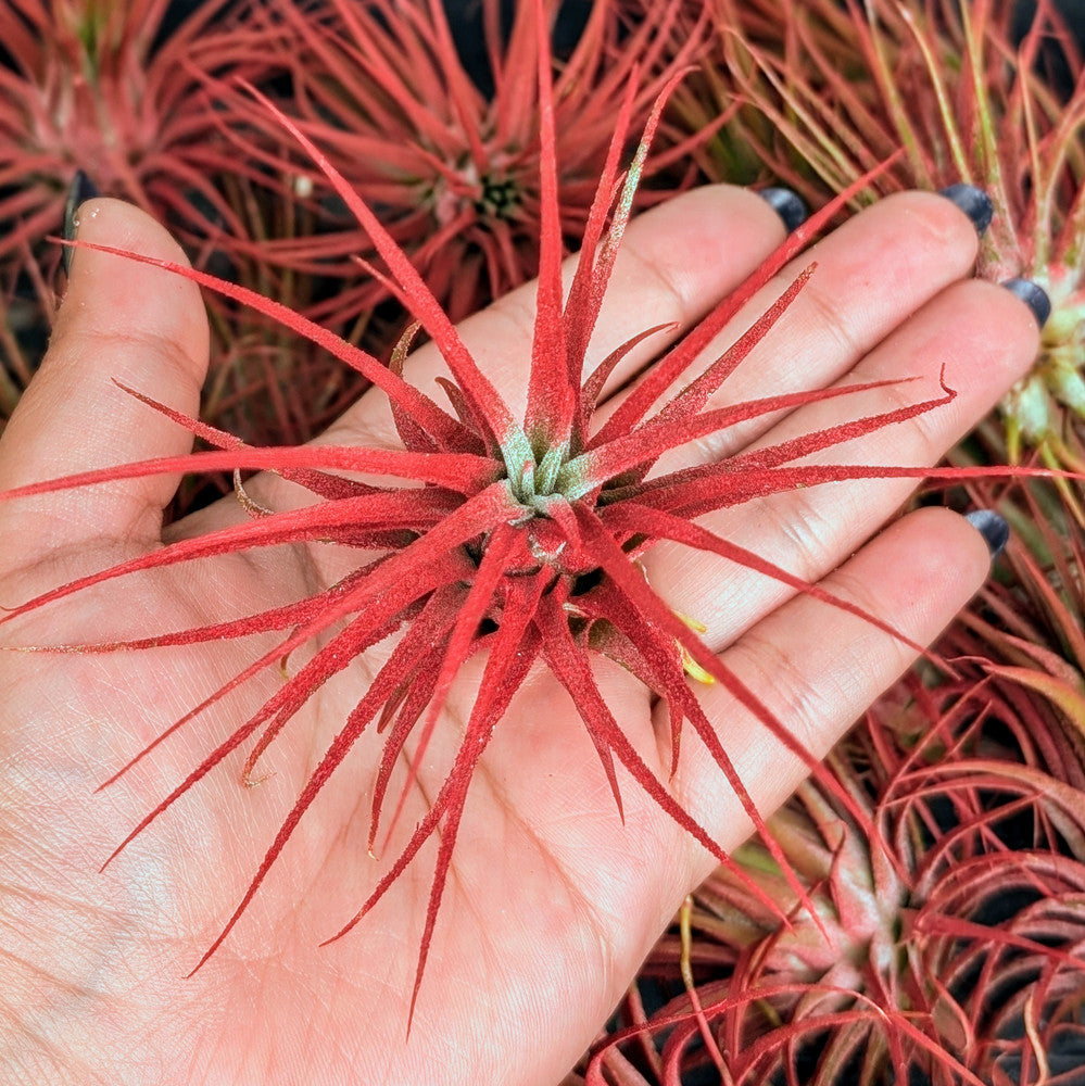Air Plant - XL Tillandsia ionantha (red, enhanced) [3.0-4.0"]