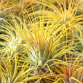 Air Plant - Tillandsia ionantha (yellow, enhanced) [2.0-3.0"]