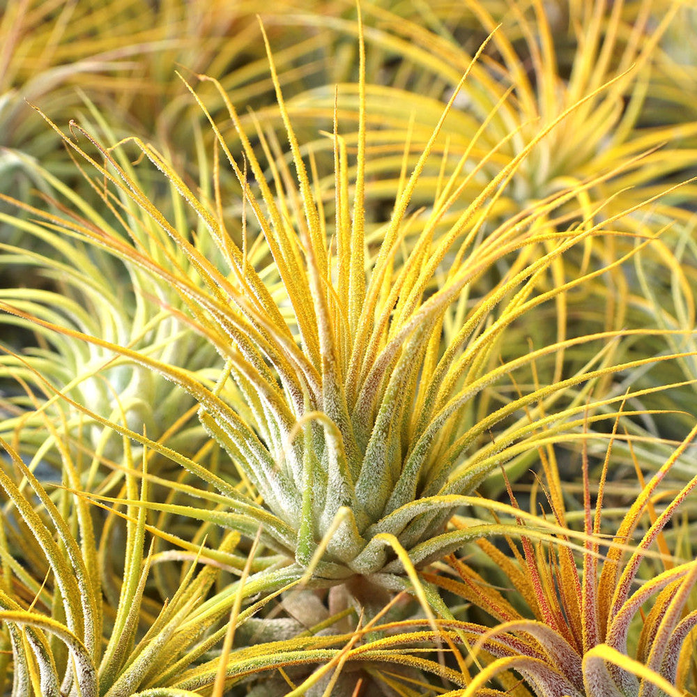 Air Plant - Tillandsia ionantha (yellow, enhanced) [2.0-3.0"]