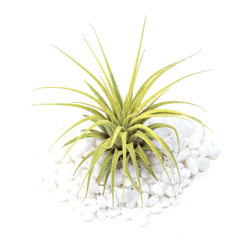Air Plant - Tillandsia ionantha (yellow, enhanced) [2.0-3.0"]