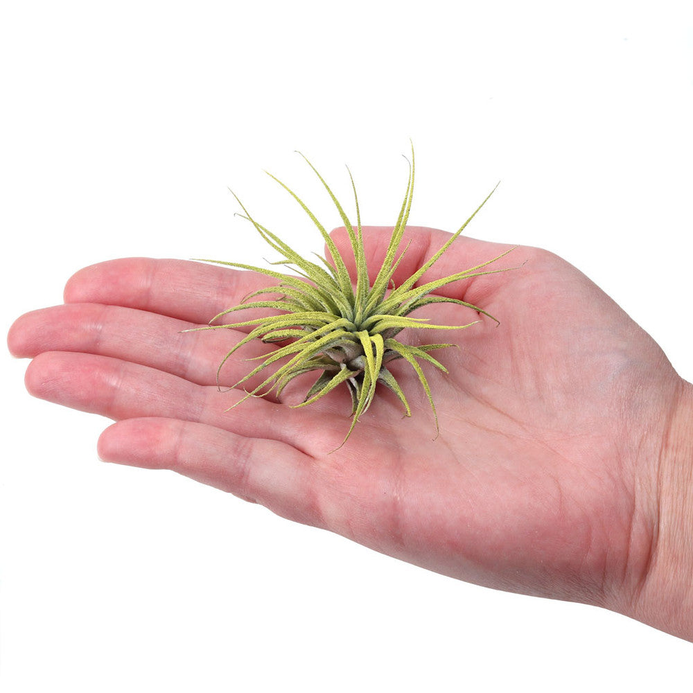 Air Plant - Tillandsia ionantha (yellow, enhanced) [2.0-3.0"]