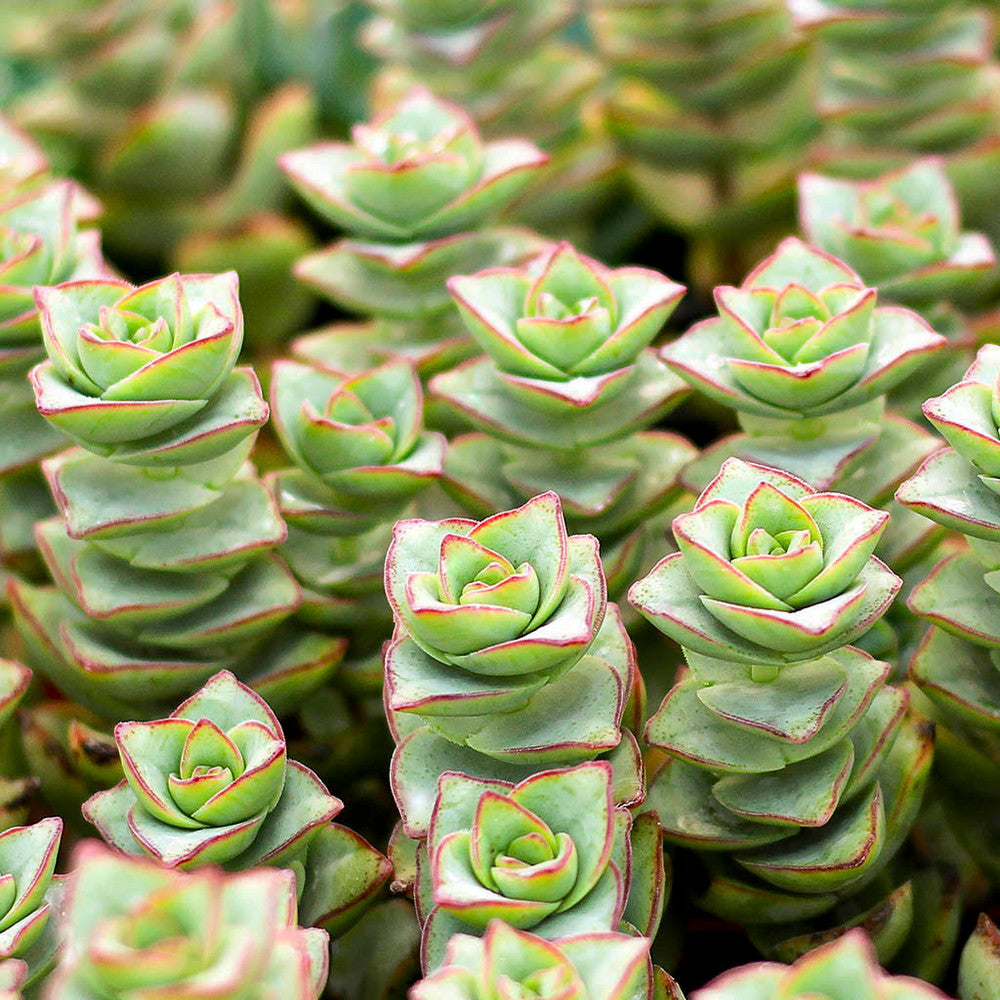 Crassula x perforata - Ivory Towers
