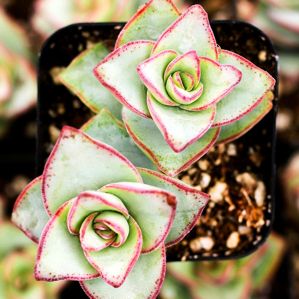 Crassula x perforata - Ivory Towers