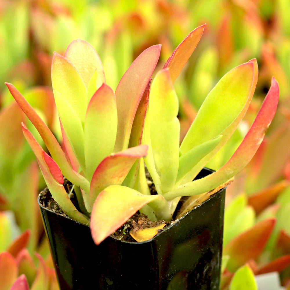 Crassula capitella 'Campfire'