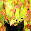 Crassula capitella 'Campfire'