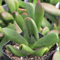 Crassula ovata 'ET's Fingers' Jade