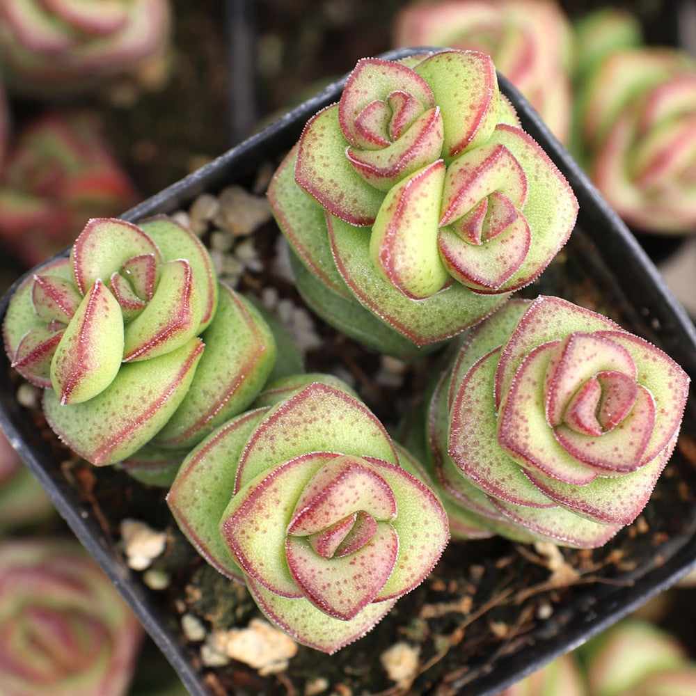 Crassula 'Jade Necklace'