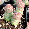 Crassula 'Baby's Necklace'