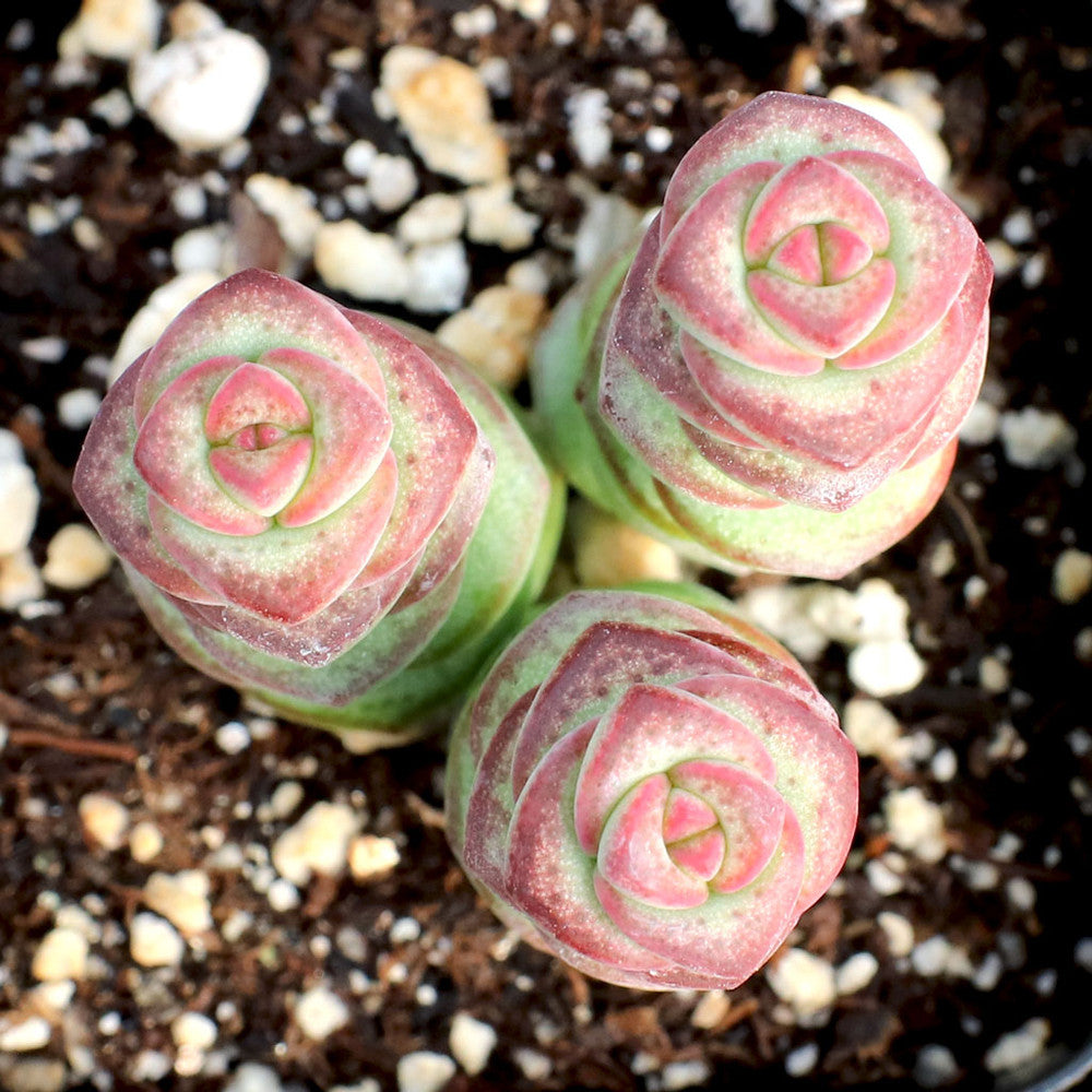 Crassula 'Baby's Necklace'