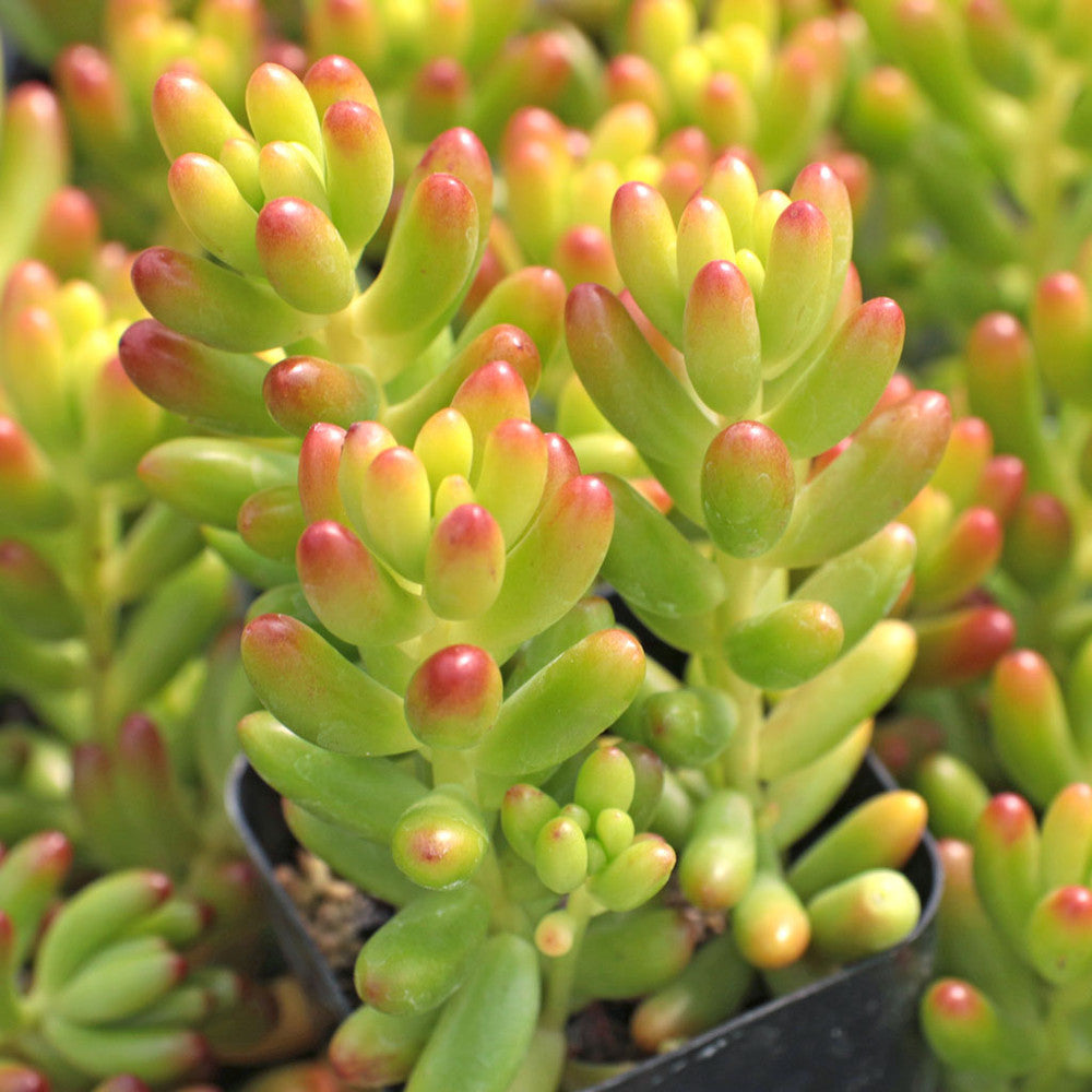 Sedum rubrotinctum - Jelly Bean