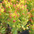 Sedum rubrotinctum - Jelly Bean