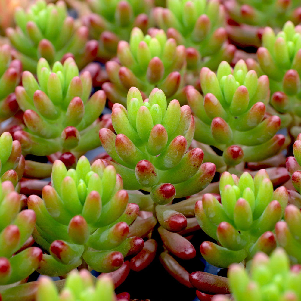 Sedum rubrotinctum - Jelly Bean