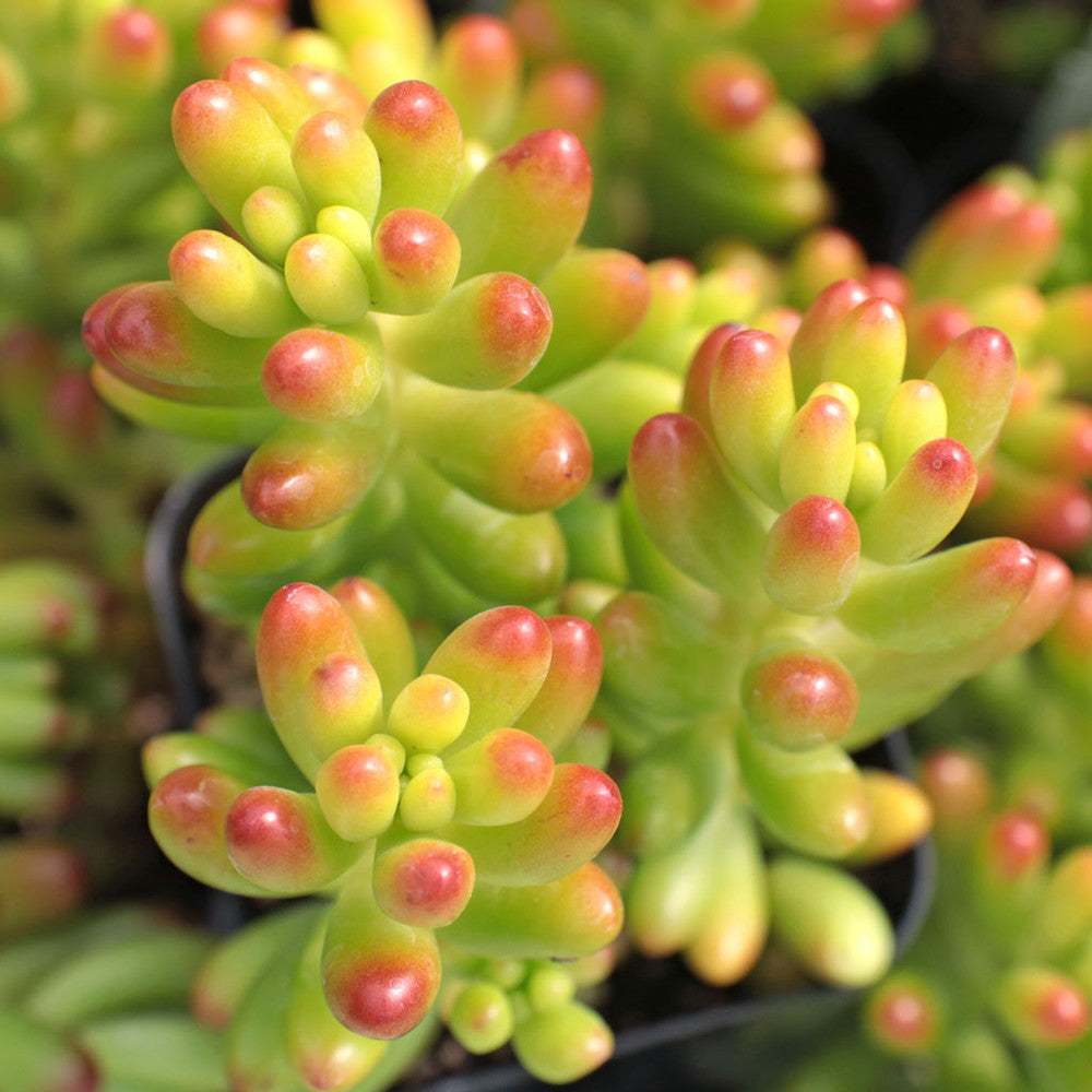 Sedum rubrotinctum - Jelly Bean