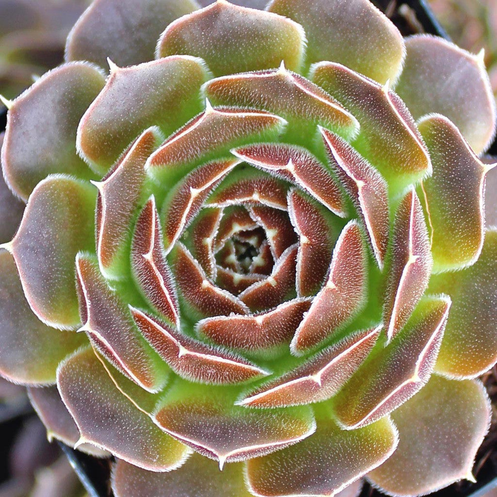 Sempervivum heuffelii 'Artemis'