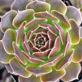 Sempervivum heuffelii 'Artemis'