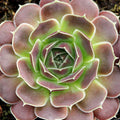 Sempervivum heuffelii 'Beacon Hill'