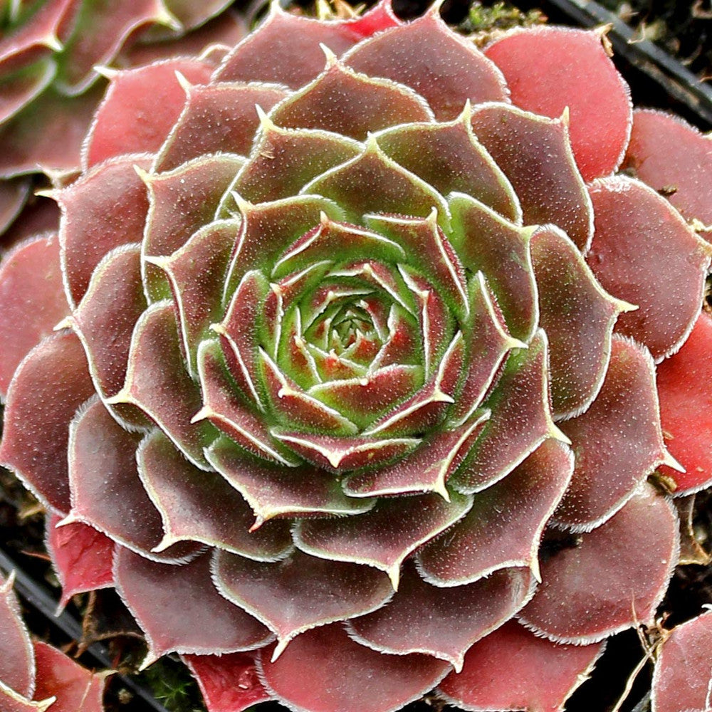Sempervivum heuffelii 'Cherry Glow' [exclusive]