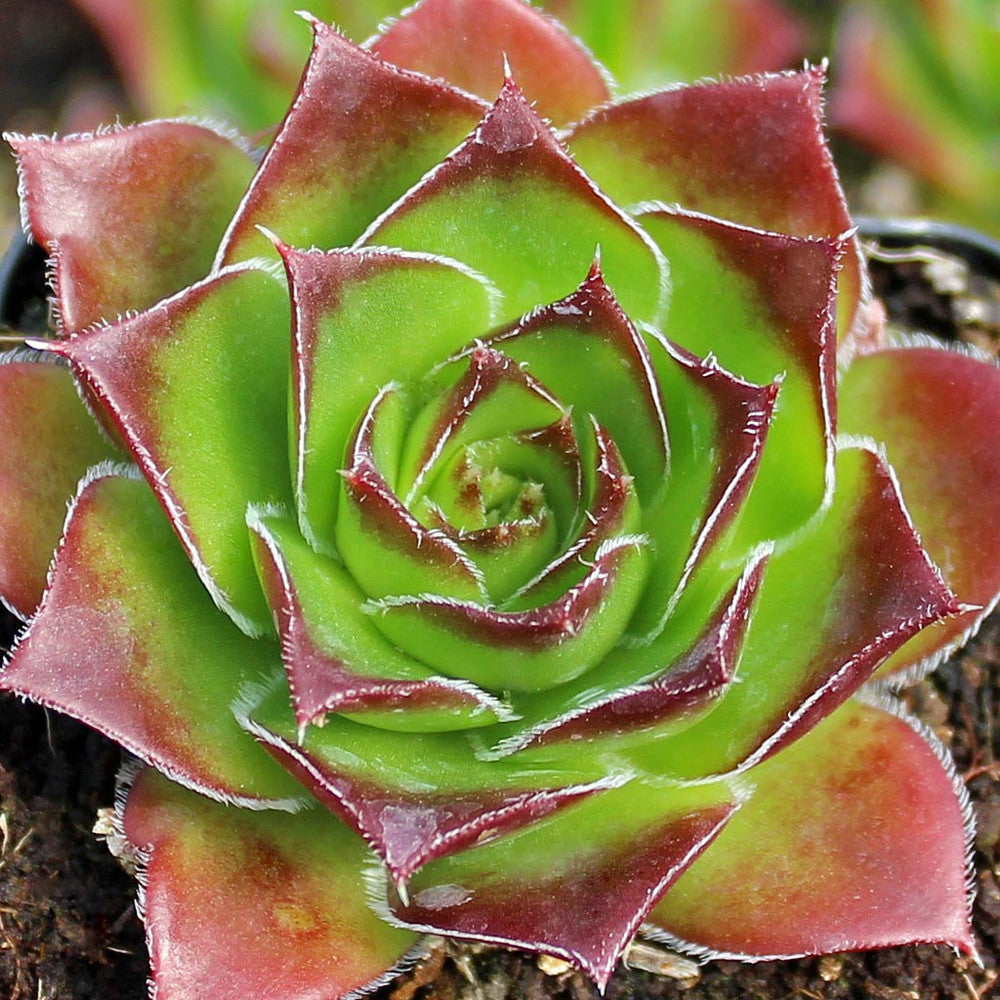 Sempervivum heuffelii 'Fandango'