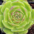 Sempervivum heuffelii 'Gold Bug'