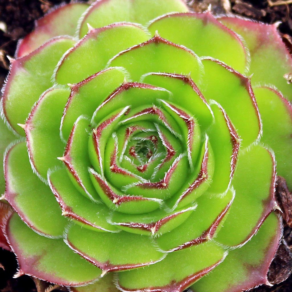 Sempervivum heuffelii 'Green Stone'