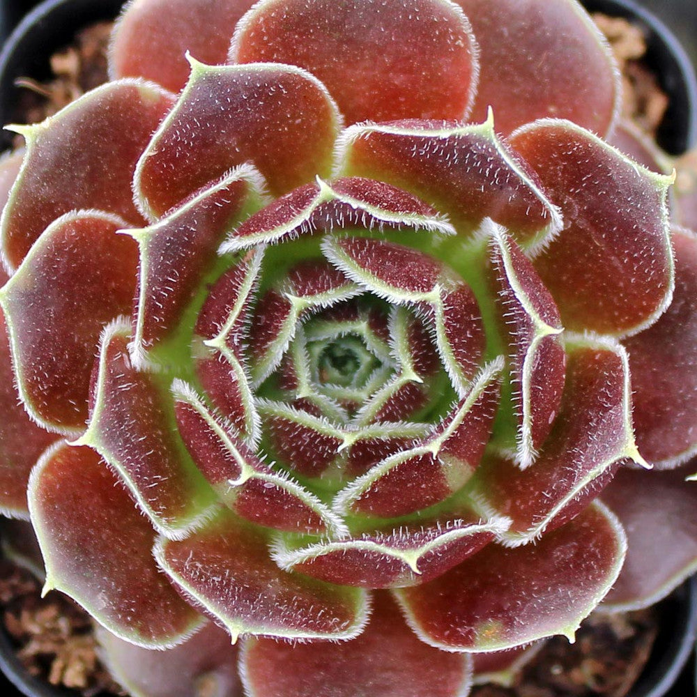 Sempervivum heuffelii 'Irene' [exclusive]