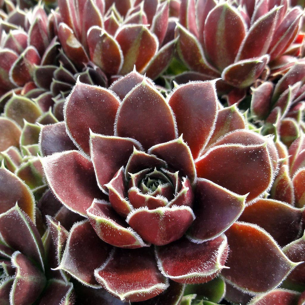 Sempervivum heuffelii 'Irene' [exclusive]