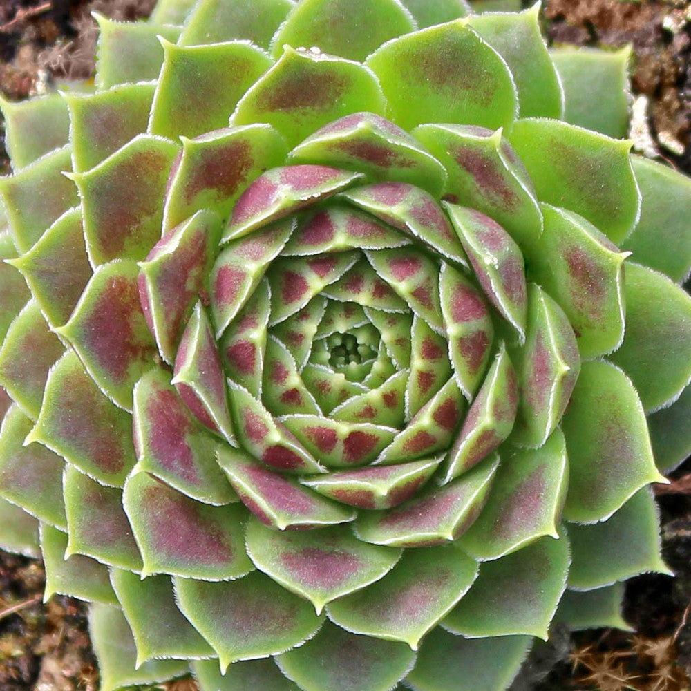 Sempervivum heuffelii 'Jakupica'