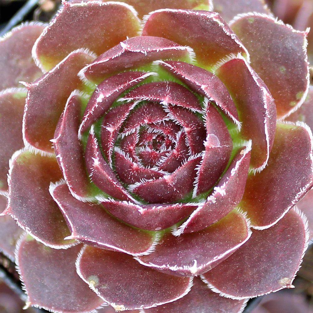Sempervivum heuffelii 'Mystique'