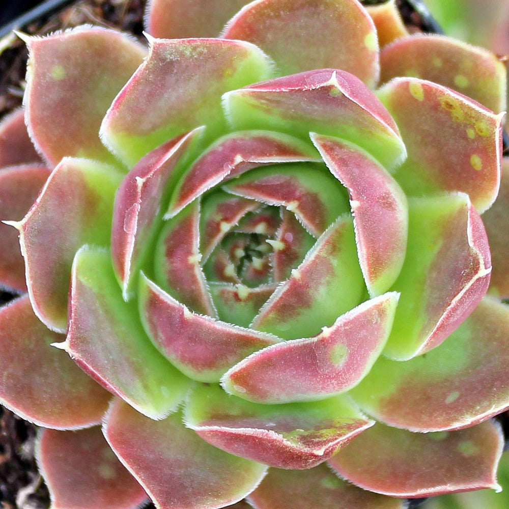 Sempervivum heuffelii 'Pink Skies'