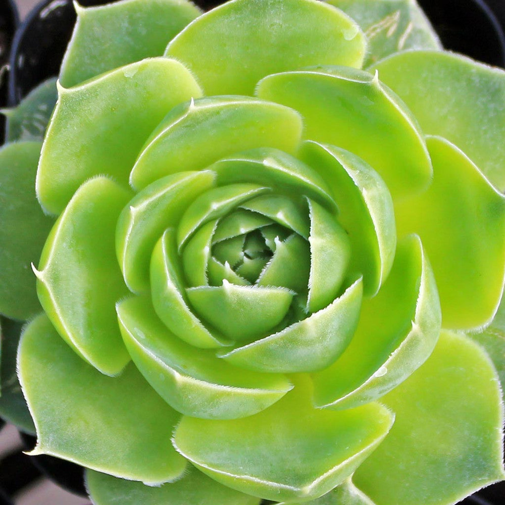 Sempervivum heuffelii 'Xanthoheuff'