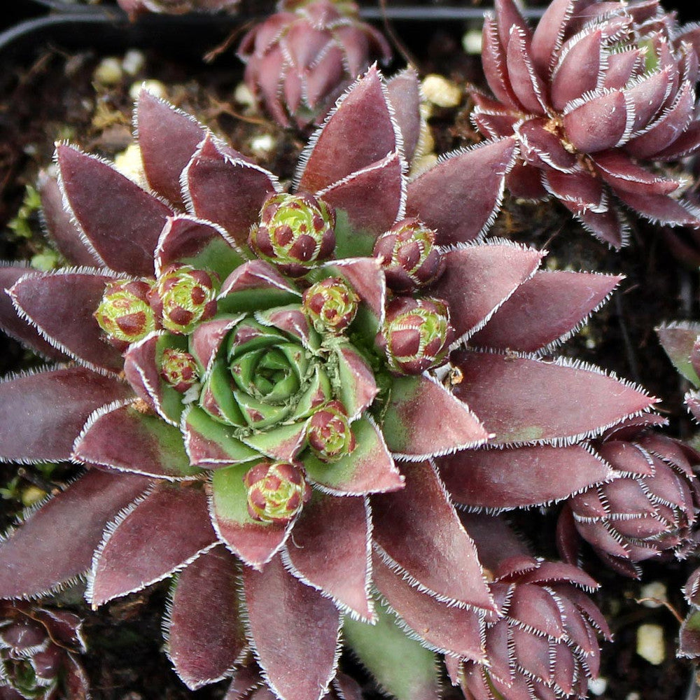 Sempervivum globiferum ssp. hirtum 'Hedgehog'