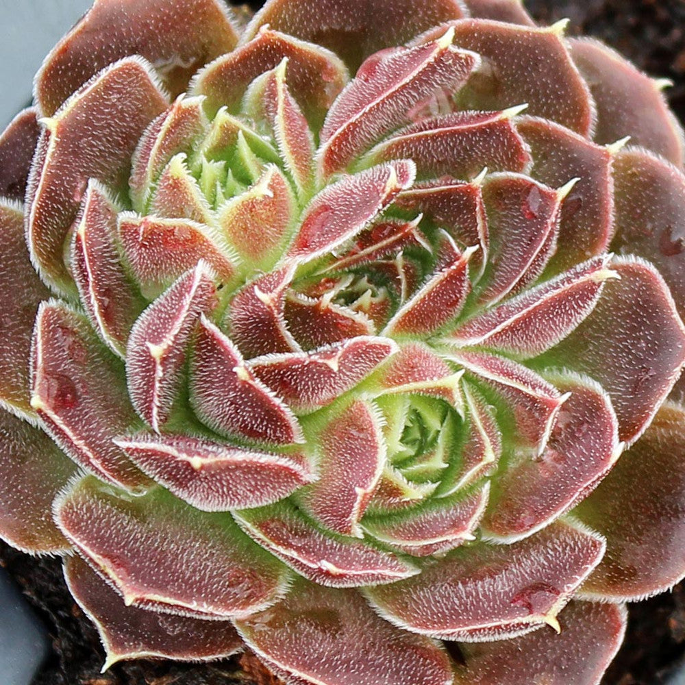 Sempervivum heuffelii 'Artemis'
