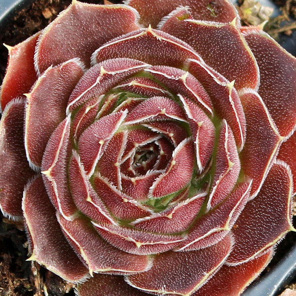 Sempervivum heuffelii 'Beaver'