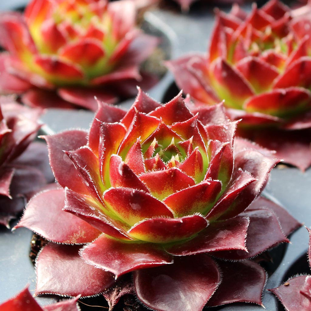 Sempervivum heuffelii 'Bros'