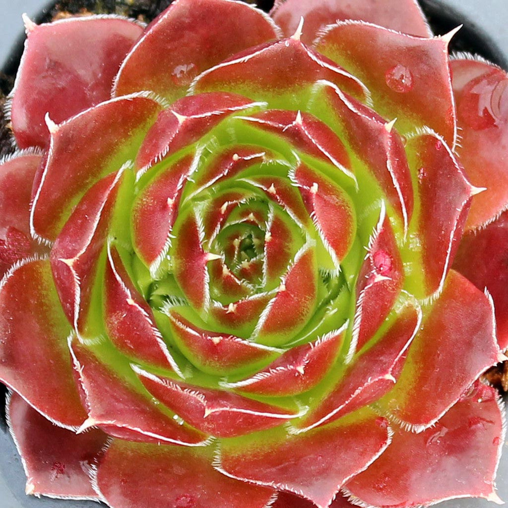 Sempervivum heuffelii 'Chocolate Sundae' [exclusive]