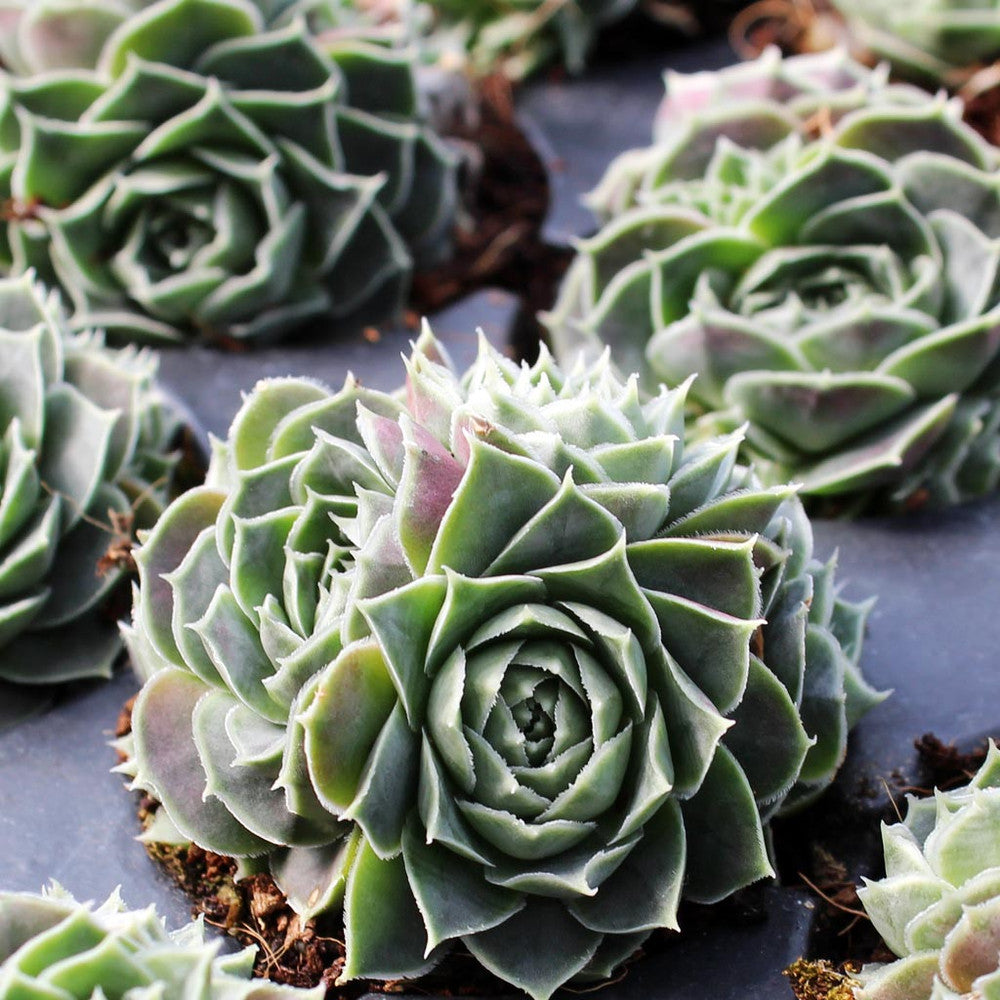 Sempervivum heuffelii 'Fante' [exclusive]