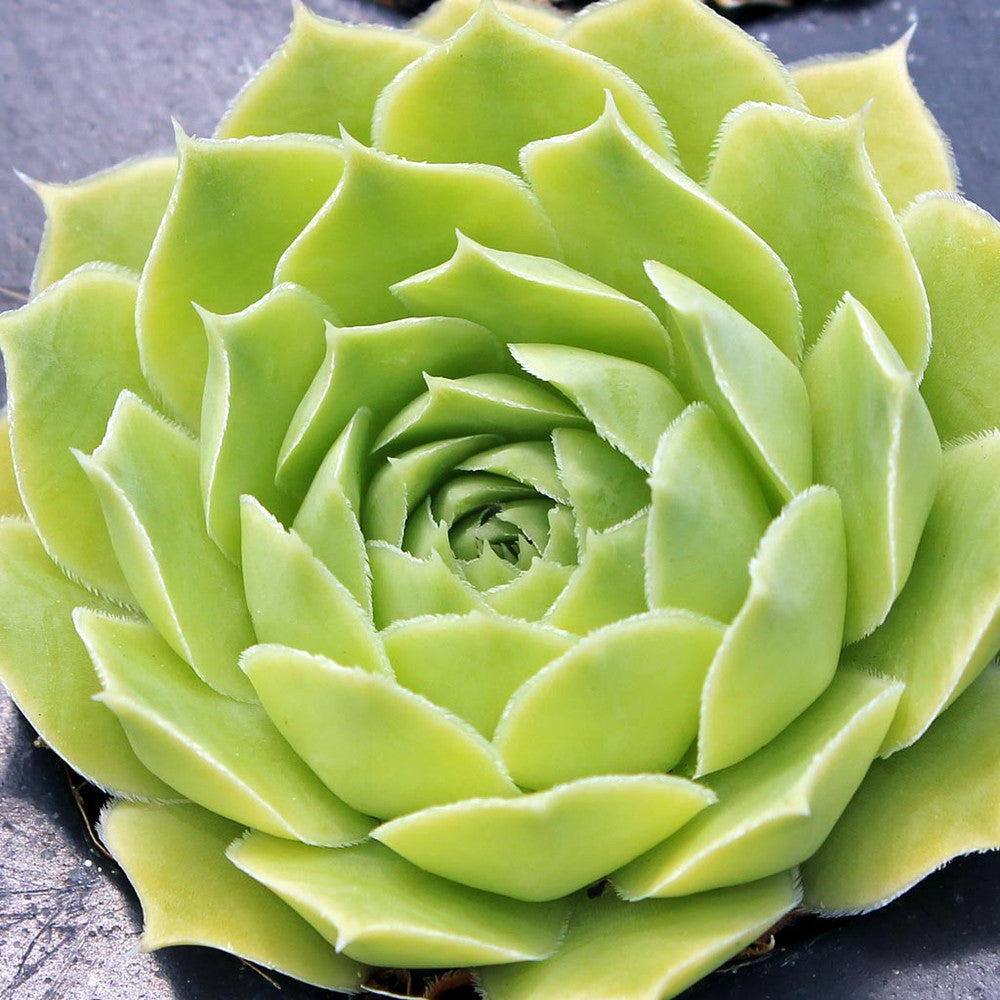 Sempervivum heuffelii 'Jade'