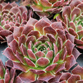 Sempervivum heuffelii 'Passat'